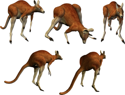 kenguru_3.png