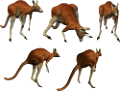 kenguru_3