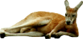 kenguru_8