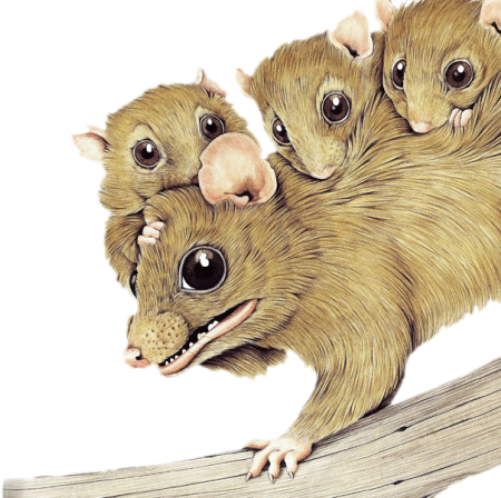 koala_2.png