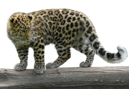 leopard_10.png