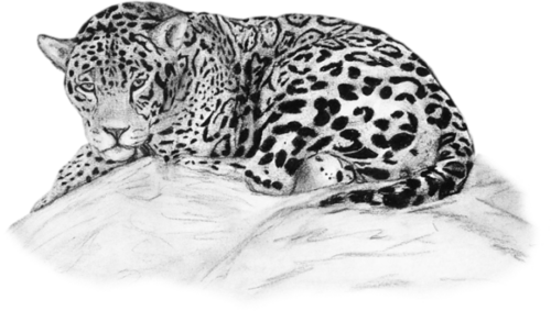 leopard_102.png
