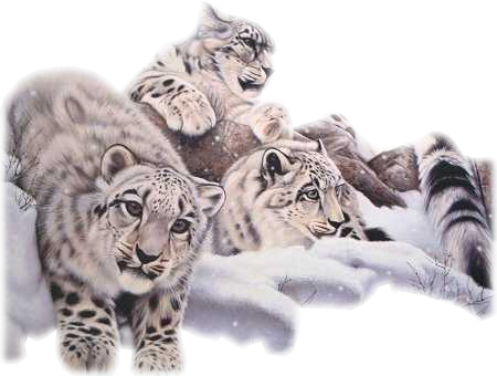leopard_104.png