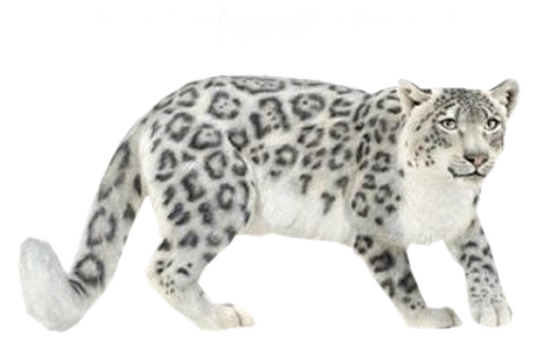 leopard_11.png