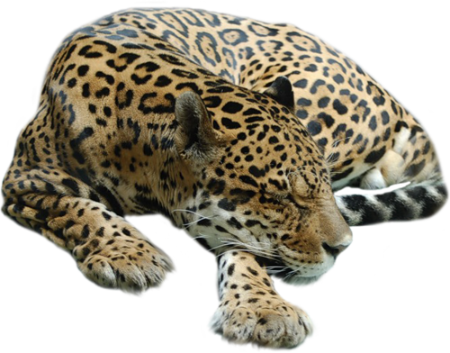 leopard_110.png