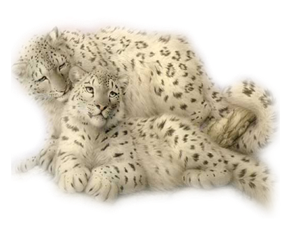 leopard_111.png
