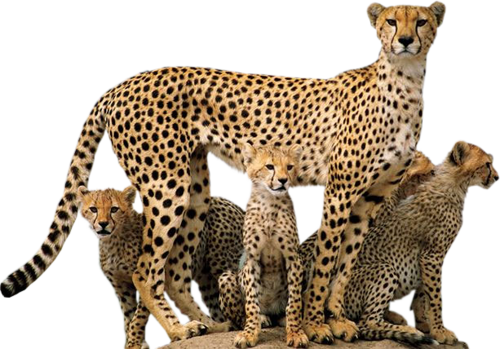 leopard_114.png