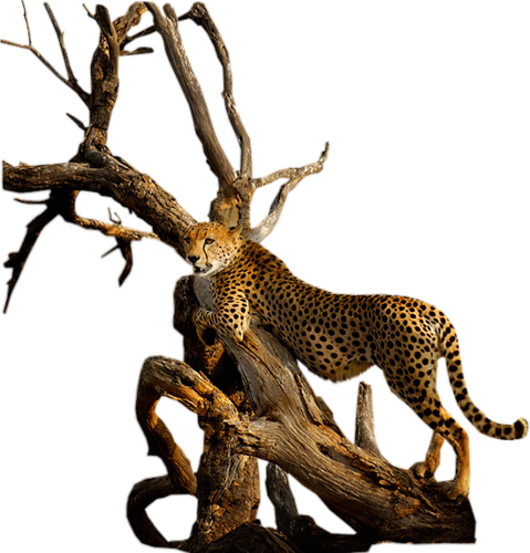 leopard_117.png