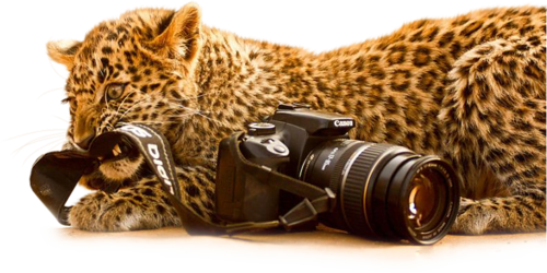 leopard_118.png