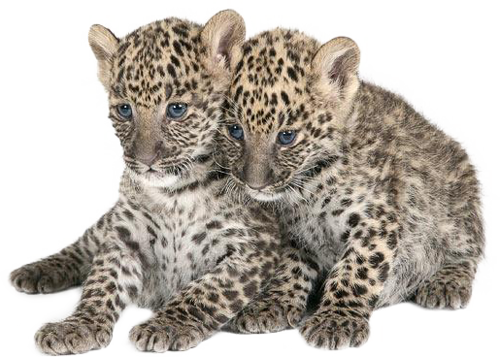 leopard_119.png