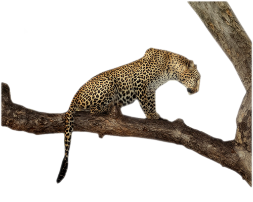 leopard_12.png