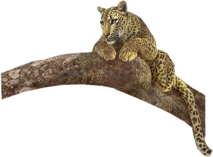 leopard_123.png