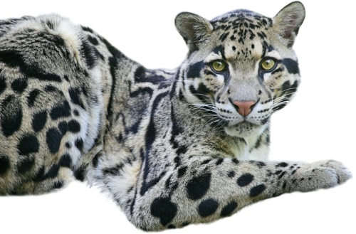 leopard_124.png