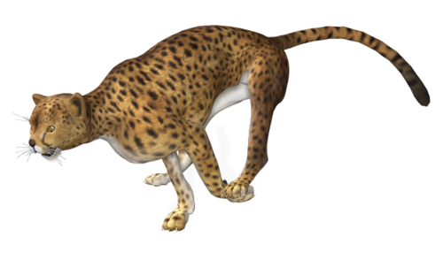 leopard_132.png