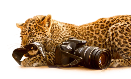 leopard_136.png