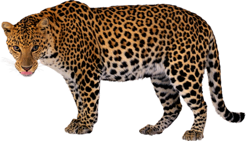 leopard_138.png