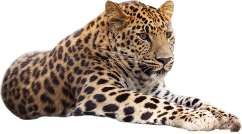 leopard_14.png