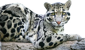 leopard_140.png