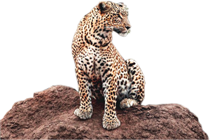 leopard_141.png
