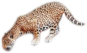 leopard_142.png