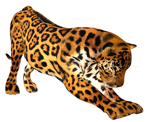 leopard_143.png