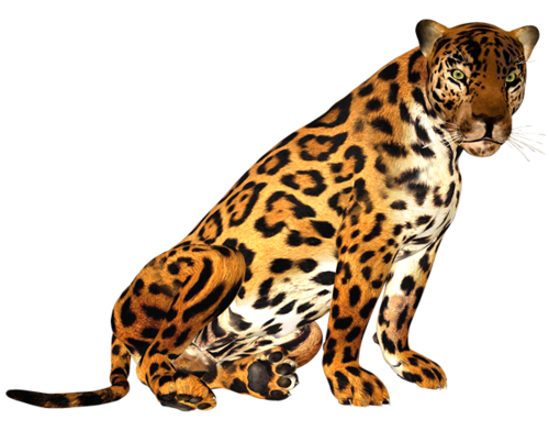 leopard_144.png