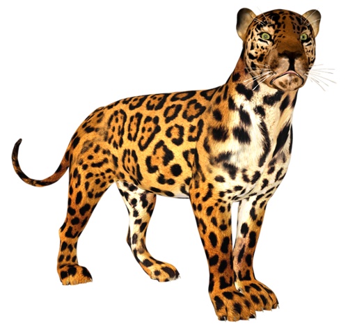 leopard_145.png