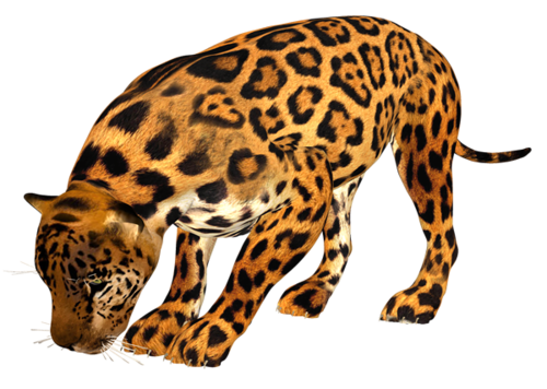 leopard_146.png