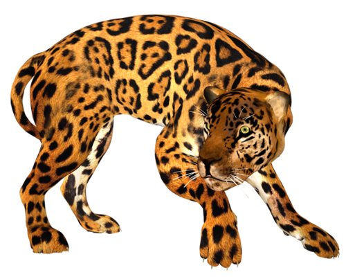 leopard_147.png