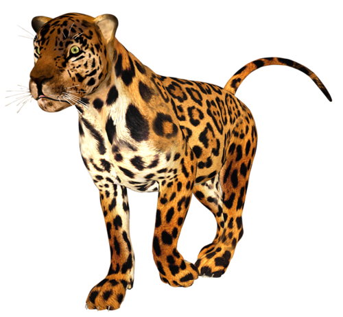 leopard_148.png
