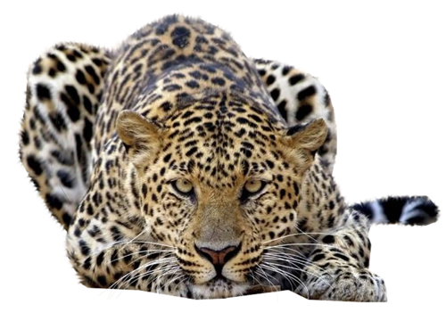 leopard_151.png
