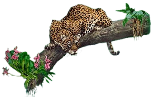 leopard_153.png