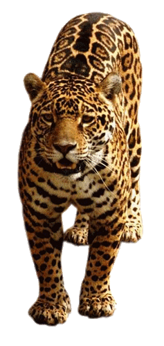 leopard_168.gif