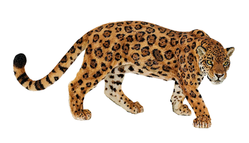 leopard_17.png