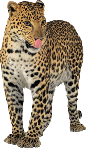 leopard_174.png