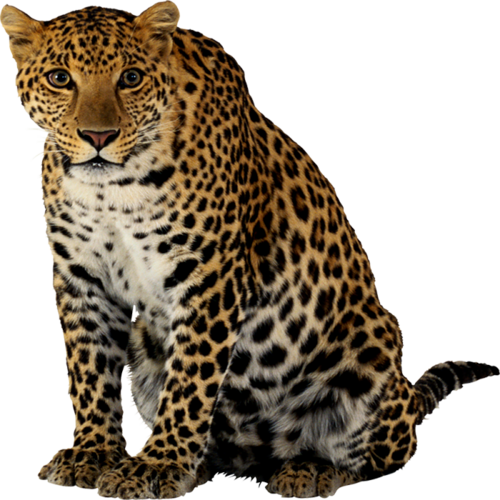 leopard_178.png