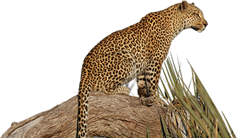 leopard_179.png
