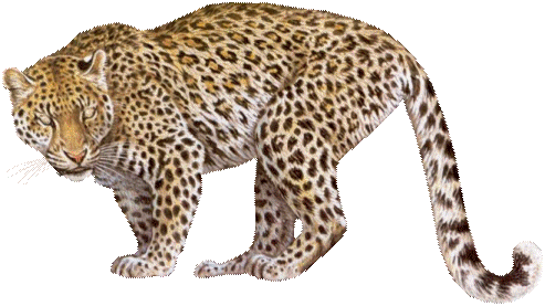 leopard_18.gif