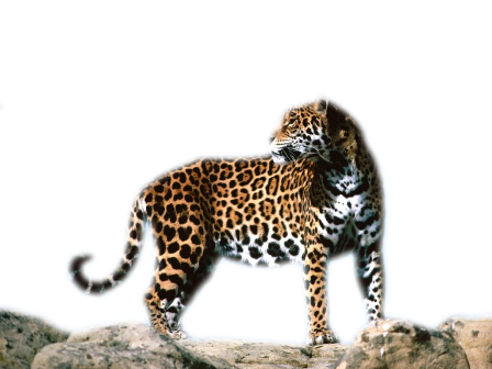 leopard_186.png