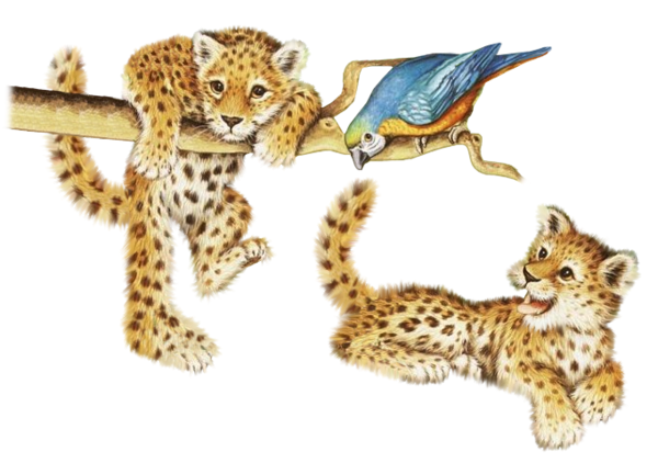 leopard_188.png