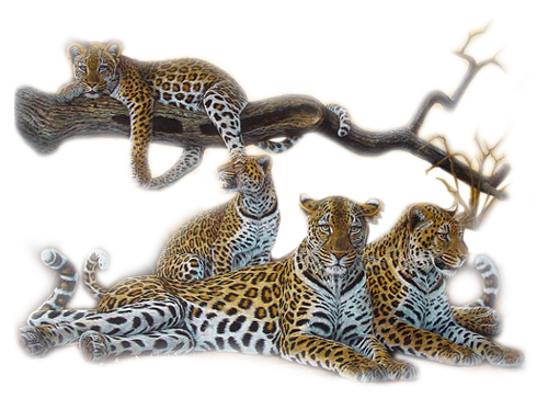 leopard_189.png