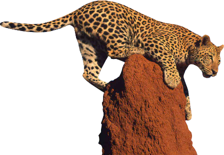 leopard_192.png
