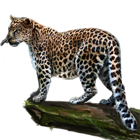 leopard_193.png