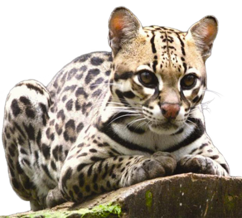 leopard_194.png