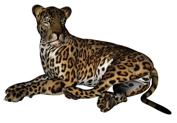 leopard_195.png