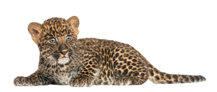 leopard_196.png