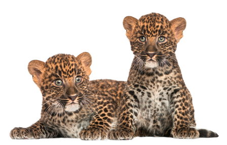 leopard_197.png