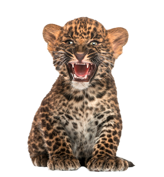 leopard_198.png