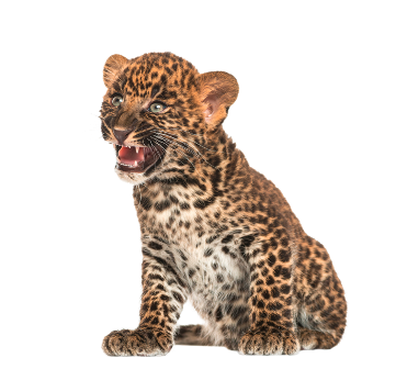 leopard_201.png