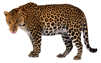 leopard_203.png